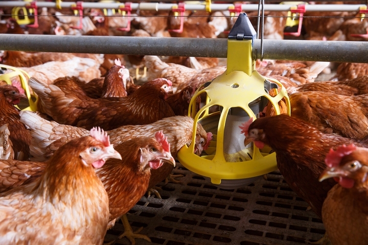8 Types of Chicken Supplies and How Farmers Are Using Them