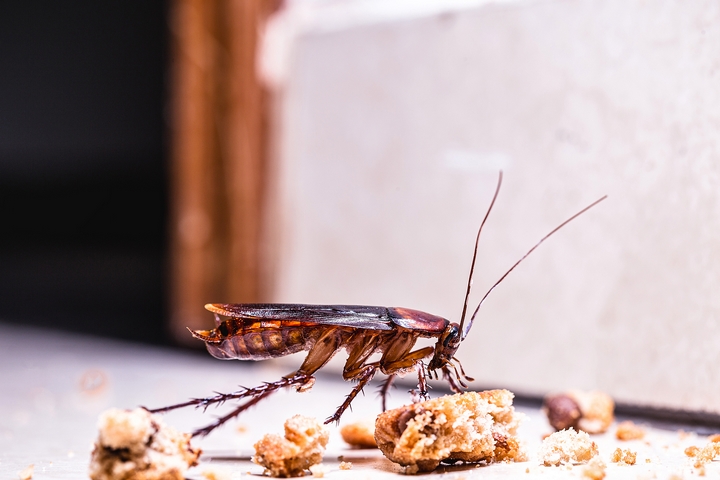 8 Types of Cockroaches and Where to Find Them