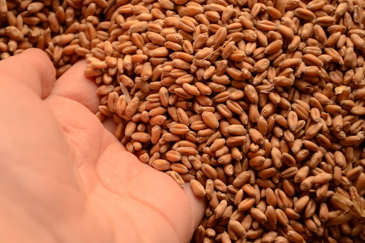 5 Different Types Of Grains and Their Characteristics