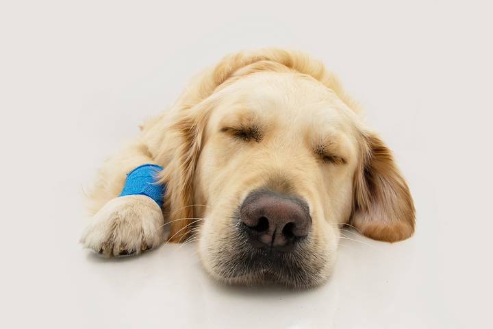 6 Dog Nausea Symptoms and Common Characteristics